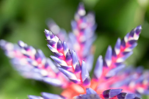 Purpurová Exotická Čeledi Tropických Květin Bromeliacea Kvalitní Fotografie — Stock fotografie