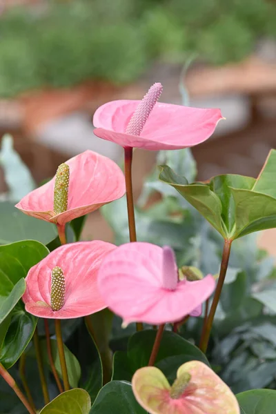 Färsk Ljus Rosa Anthurium Blomma Trädgårdsmiljö Anthurium Hjärtformad Vacker Blomma — Stockfoto