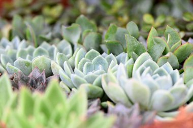 Sempervivum, katı etli yapraklar muhteşem bir rosette toplanır. Yüksek kalite fotoğraf