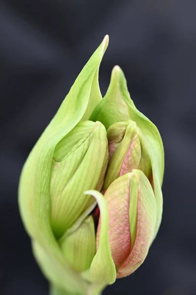 Red bud of the Amarillys flower start opening . High quality photo