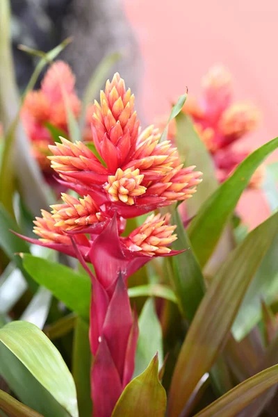 Bromelia Flower Red Beautiful Natural Isolated Red Background High Quality — Stock Photo, Image