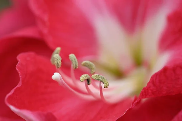 Pink White Flower Amarillys High Quality Photo — Stock Photo, Image