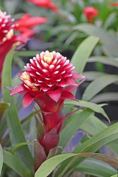 Квітка Бромелії Червона Красива Натуральна Ізольована Червоному Тлі Високоякісна Фотографія — стокове фото