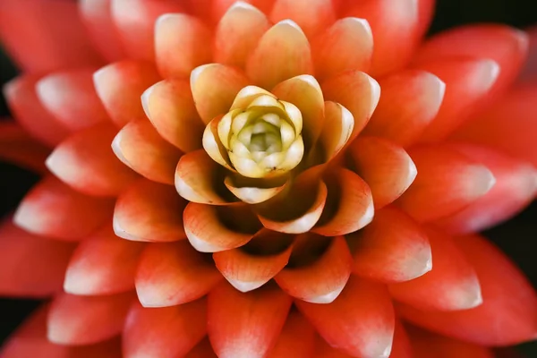 Primo Piano Bella Bromelia Viola Fiore Rosso Bianco Vista Dall — Foto Stock