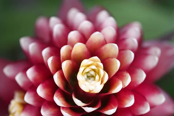 Close-up of beautiful purple bromelia flower purple red white. Top view. Macro photo. High quality photo