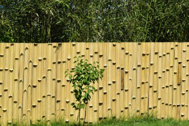 Bahçedeki güzel, doğal bir bambu çiti. Yüksek kalite fotoğraf