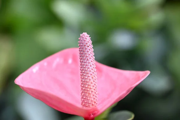 庭の設定で新鮮な明るいピンクのアンスリウムの花 アンスリウムはハート型の美しい花です おもてなしの心を象徴するのがアンスリウムです 高品質の写真 — ストック写真