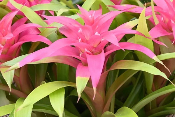 Krásná Světle Růžová Kvetoucí Tropická Rostlina Bromelia Kvalitní Fotografie — Stock fotografie