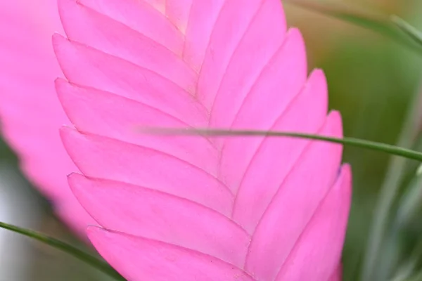 Tillandsia Cyanea Plant Met Roze Bloem Groene Bladeren Hoge Kwaliteit — Stockfoto