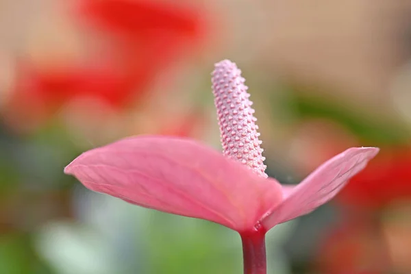 Frisse Heldere Roze Anthurium Bloem Tuin Instelling Anthurium Een Hartvormige — Stockfoto