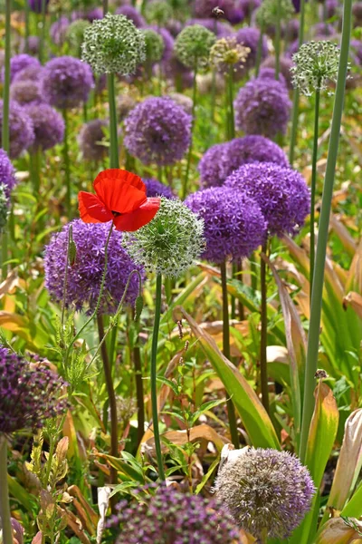 Giant Onion Blooming Poppy Field High Quality Photo — Stock Photo, Image