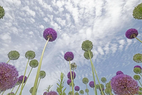 Giant Onion Blooming Field Allium Ornamental Onion High Quality Photo — Stock Photo, Image