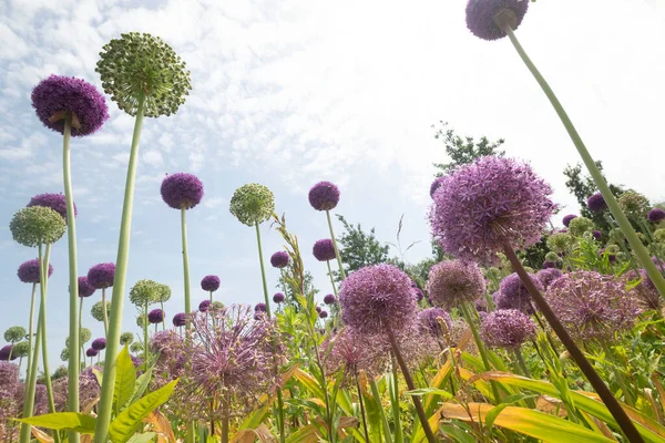 Oignon Géant Fleurit Champ Allium Oignon Ornemental Photo Haute Qualité — Photo