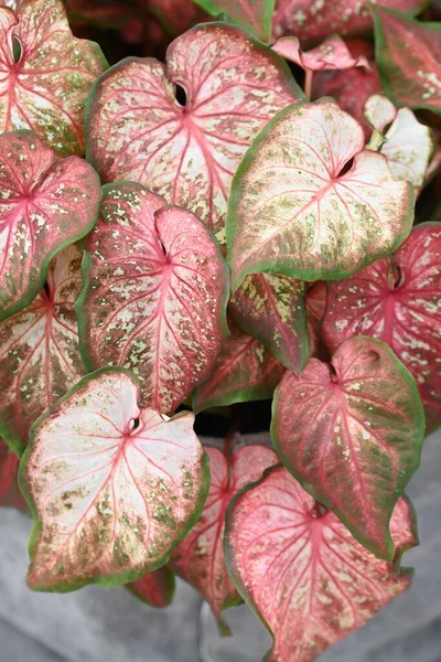 Caladium Plant Beautiful Heart Shape Leaves High Quality Photo — Stock Photo, Image