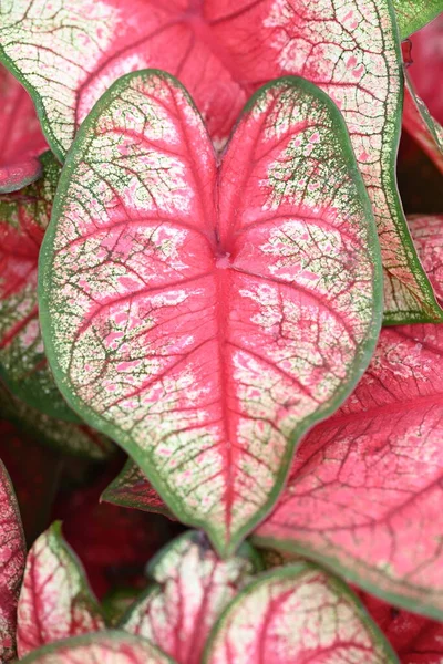 Caladium Plant Met Mooie Hart Vorm Bladeren Hoge Kwaliteit Foto — Stockfoto