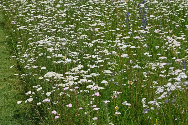 Wilde Achillia Und Blaue Blumen Auf Einem Feld Hochwertiges Foto — Stockfoto