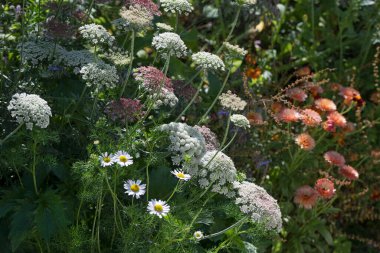 Daucus, Ammi ve Calendula gibi tarla çiçekleri. Yüksek kalite fotoğraf