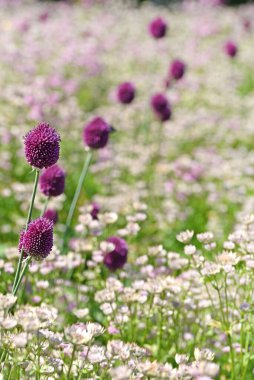 Allium, Astrantia 'lı bir tarlada soğan mor çiçeği yüksek kaliteli fotoğraf.