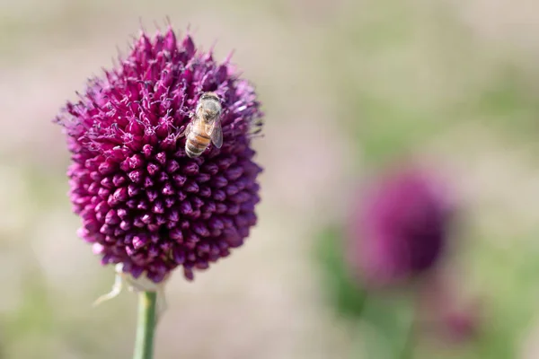 アリウム アストランシアと畑のタマネギ紫色の花 高品質の写真 — ストック写真