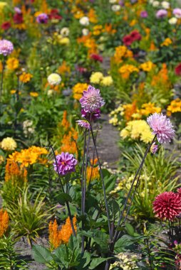 Sonbahar bahçesindeki Dahlia 'lar ve diğer bitkiler. Yüksek kalite fotoğraf