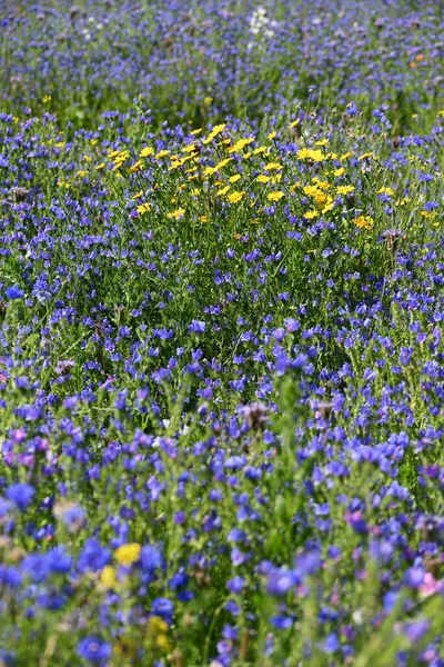 Wilde Bloeiende Levendige Blauwe Echium Gele Chrysant Bloemplanten Het Veld — Stockfoto