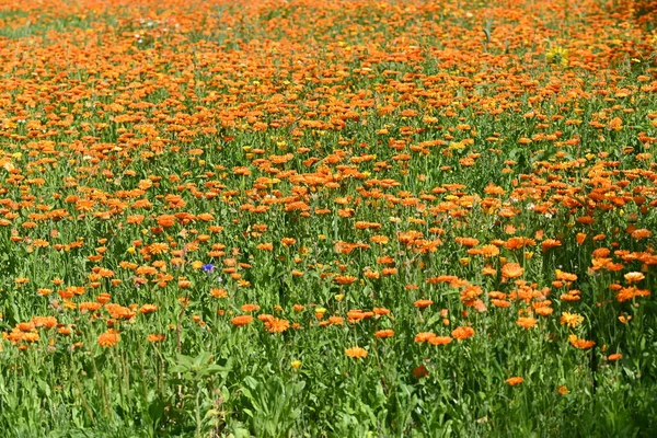 Floração Selvagem Laranja Calêndula Campo Foto Alta Qualidade — Fotografia de Stock