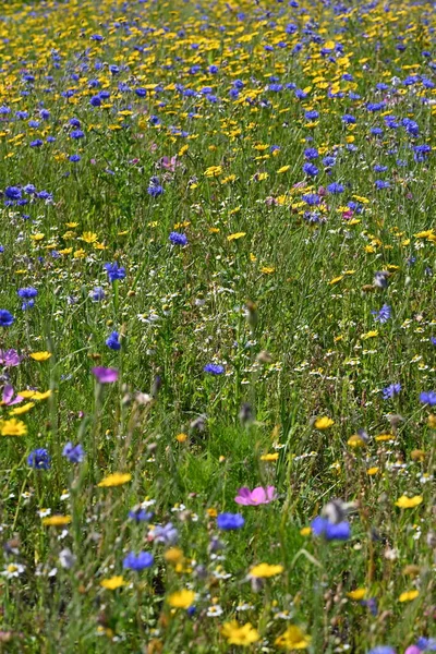 Blumenwiese Wild Blühende Landschaft Park Verschiedene Pflanzen Hochwertiges Foto — Stockfoto