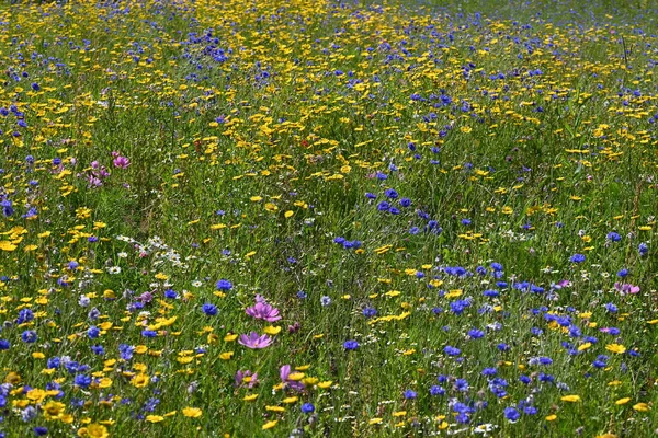 Blumenwiese Wild Blühende Landschaft Park Verschiedene Pflanzen Hochwertiges Foto — Stockfoto