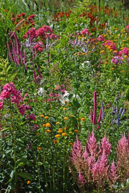 Astilbe, Phlox ve Calendula ile kırmızı ve turuncu çiçek tarhı. Yüksek kalite fotoğraf