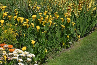 Sarı Calla ve Gladioleus sarı sınırda. Yüksek kalite fotoğraf