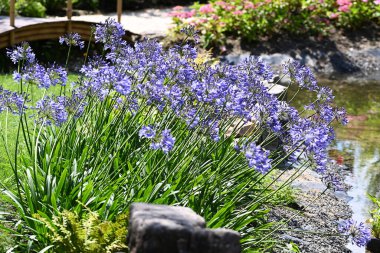 Bahçedeki güzel Agapanthus bitkisi. Yüksek kalite fotoğraf