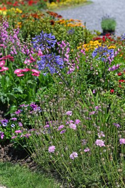 Agapanthus ve Scabiosa çiçek açan bir bahçede. Yüksek kalite fotoğraf