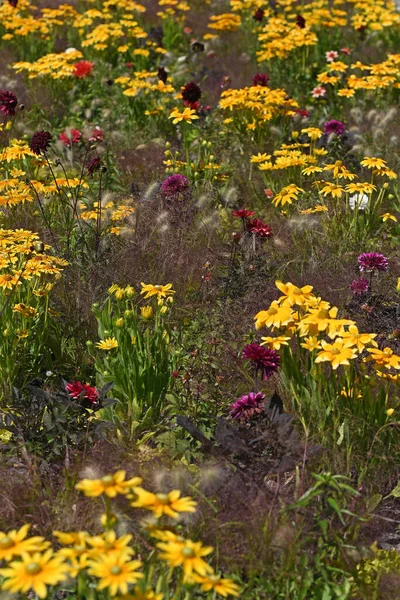 Echinacea 프레넬 정원에 있습니다 고품질 — 스톡 사진