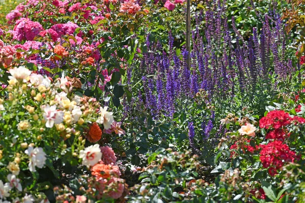 Rose garden with all types of roses. High quality photo