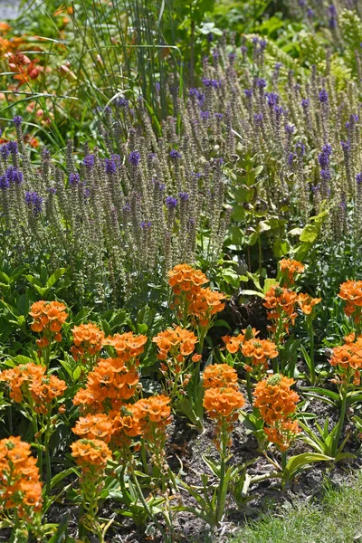 Orange Ornithogalum Blue Salvia Garden High Quality Photo — Stock Photo, Image