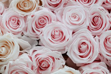 Arka planda pembe ve beyaz güller var. Yüksek kalite fotoğraf