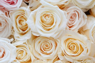 Arka planda pembe ve beyaz güller var. Yüksek kalite fotoğraf