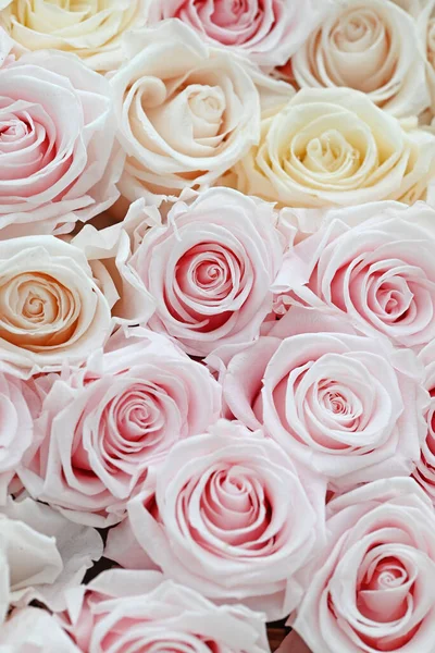 Roses Roses Blanches Motifs Comme Fond Photo Haute Qualité — Photo