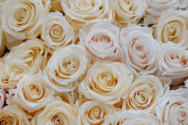 白色玫瑰水平无缝图案 白色玫瑰的排列 高质量的照片 — 图库照片