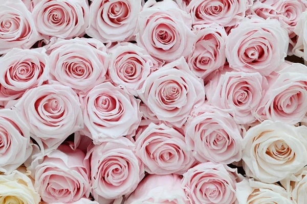 Roses Roses Blanches Motifs Comme Fond Photo Haute Qualité — Photo