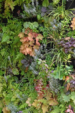 Yeşil duvar, çevre dostu dikey bahçe. Yüksek kalite fotoğraf