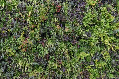 Yeşil duvar, çevre dostu dikey bahçe. Yüksek kalite fotoğraf