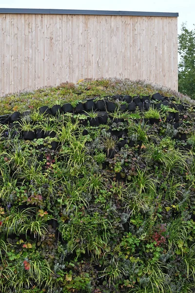 Groene Muur Milieuvriendelijke Verticale Tuin Hoge Kwaliteit Foto — Stockfoto