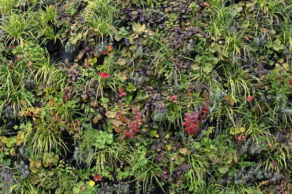 Green wall, eco friendly vertical garden . High quality photo