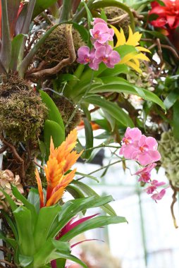 Bromeliad kırmızı ve sarı tropikal bitkiler ve orkideler. Yüksek kalite fotoğraf