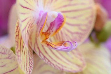 Güzel bir krema ve kırmızı orkide çiçeğinin yakın çekimi. Yüksek kalite fotoğraf