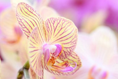 Güzel bir krema ve kırmızı orkide çiçeğinin yakın çekimi. Yüksek kalite fotoğraf