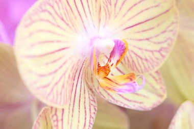 Güzel bir kırmızı orkide çiçeğinin yakın çekimi. Yüksek kalite fotoğraf