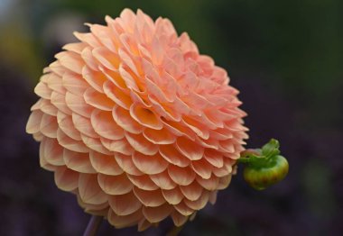 Çiçek açmış güzel somon rengi Dahlia çiçeği. Yüksek kalite fotoğraf