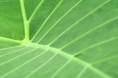 Güzel damarları olan yeşil Colocasia yaprağı, fil kulağı, fil bitkisi. Yüksek kalite fotoğraf